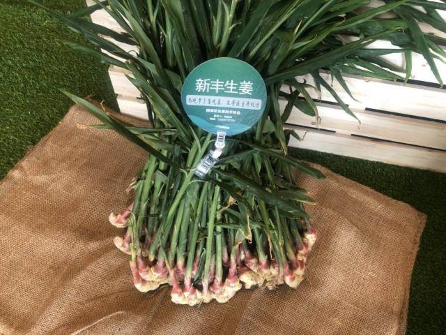 嘉兴融入上海最新进展，自然美景的探索之旅启程在即
